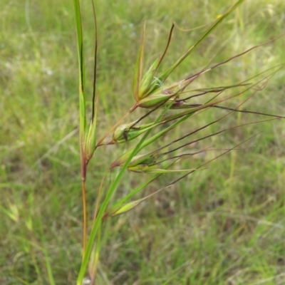 Themeda triandra (Kangaroo Grass) at Kambah, ACT - 24 Nov 2017 by RosemaryRoth