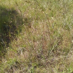 Themeda triandra at Kambah, ACT - 25 Nov 2017 10:52 AM