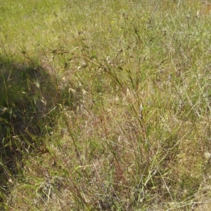 Themeda triandra at Kambah, ACT - 25 Nov 2017 10:52 AM