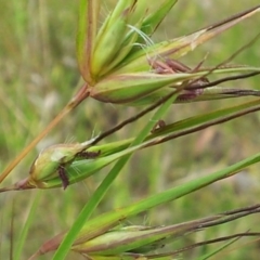 Themeda triandra at Kambah, ACT - 25 Nov 2017 10:52 AM