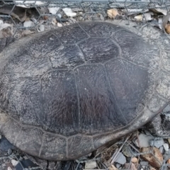 Chelodina longicollis (Eastern Long-necked Turtle) at Mulligans Flat - 24 Nov 2017 by cf17