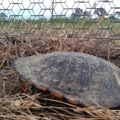 Chelodina longicollis (Eastern Long-necked Turtle) at Mulligans Flat - 24 Nov 2017 by cf17