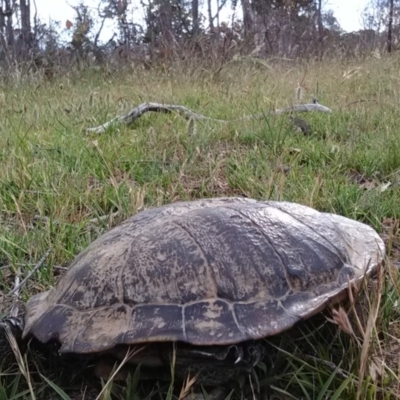 Chelodina longicollis (Eastern Long-necked Turtle) at Mulligans Flat - 24 Nov 2017 by cf17