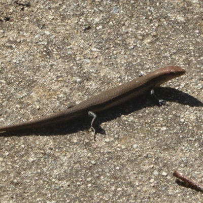 Lampropholis delicata (Delicate Skink) at Flynn, ACT - 24 Nov 2017 by Christine