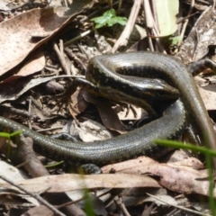 Eulamprus heatwolei (Yellow-bellied Water Skink) at Cotter River, ACT - 24 Nov 2017 by Christine