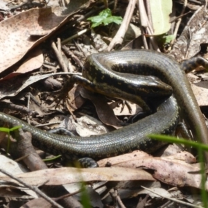 Eulamprus heatwolei at Cotter River, ACT - 24 Nov 2017 12:00 AM