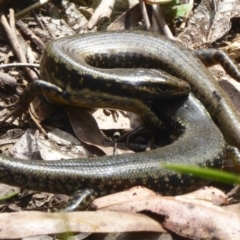 Eulamprus heatwolei at Cotter River, ACT - 24 Nov 2017 12:00 AM