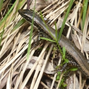 Eulamprus heatwolei at Cotter River, ACT - 24 Nov 2017 12:00 AM