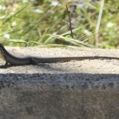 Eulamprus heatwolei (Yellow-bellied Water Skink) at Bendora Reservoir - 23 Nov 2017 by Christine