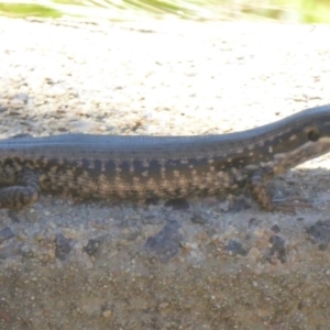 Eulamprus heatwolei at Namadgi National Park - 24 Nov 2017 12:00 AM