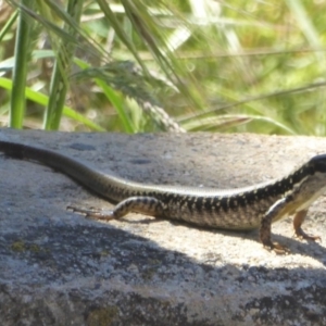 Eulamprus heatwolei at Namadgi National Park - 24 Nov 2017