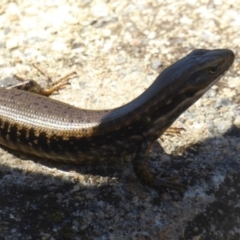 Eulamprus heatwolei at Namadgi National Park - 24 Nov 2017 12:00 AM