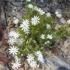 Stellaria pungens (Prickly Starwort) at Cotter River, ACT - 23 Nov 2017 by Christine