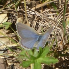 Zizina otis (Common Grass-Blue) at Cotter River, ACT - 24 Nov 2017 by Christine