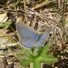 Zizina otis (Common Grass-Blue) at Cotter River, ACT - 24 Nov 2017 by Christine