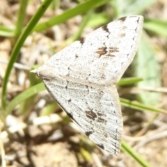 Dichromodes estigmaria (Pale Grey Heath Moth) at Bendora Reservoir - 23 Nov 2017 by Christine