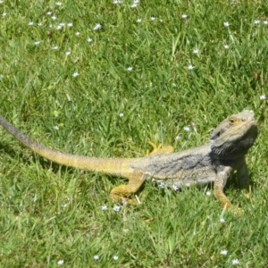 Pogona barbata at Acton, ACT - suppressed