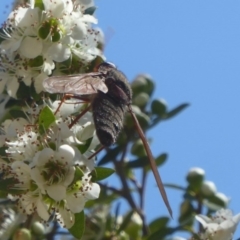 Comptosia stria (A bee fly) at ANBG - 24 Nov 2017 by Christine