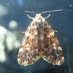 Halone coryphoea (Eastern Halone moth) at Holt, ACT - 22 Nov 2017 by Christine