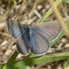 Zizina otis (Common Grass-Blue) at Belconnen, ACT - 21 Nov 2017 by Christine