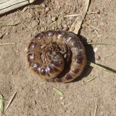 Paradoxosomatidae sp. (family) (Millipede) at Belconnen, ACT - 22 Nov 2017 by Christine