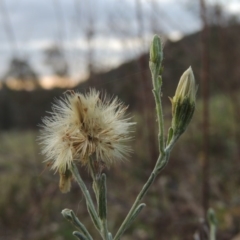 Vittadinia gracilis (New Holland Daisy) at Conder, ACT - 14 Nov 2017 by michaelb