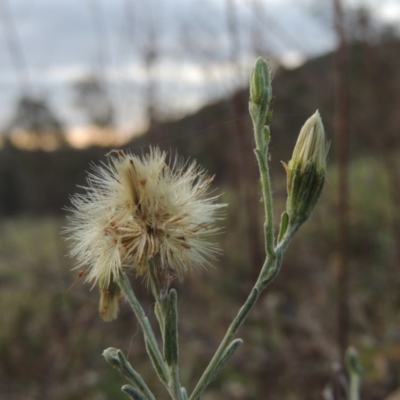 Vittadinia gracilis (New Holland Daisy) at Conder, ACT - 14 Nov 2017 by michaelb