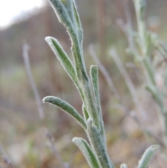 Vittadinia gracilis at Conder, ACT - 14 Nov 2017