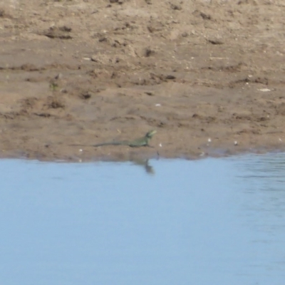 Intellagama lesueurii howittii (Gippsland Water Dragon) at Jarramlee-West MacGregor Grasslands - 21 Nov 2017 by Christine