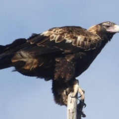 Aquila audax (Wedge-tailed Eagle) at Cotter River, ACT - 24 Nov 2017 by Christine