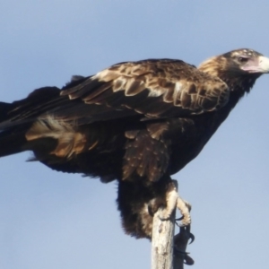 Aquila audax at Cotter River, ACT - 24 Nov 2017 12:00 AM