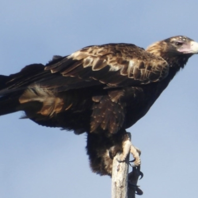 Aquila audax (Wedge-tailed Eagle) at Cotter River, ACT - 23 Nov 2017 by Christine