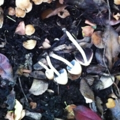 Coprinellus micaceus group at Hughes, ACT - 25 Nov 2017