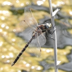 Adversaeschna brevistyla at Paddys River, ACT - 25 Nov 2017