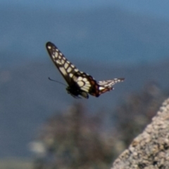 Papilio anactus (Dainty Swallowtail) at Cooleman Ridge - 25 Nov 2017 by SWishart