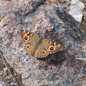 Junonia villida at Kambah, ACT - 24 Nov 2017