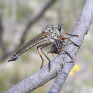 Dolopus rubrithorax at Kambah, ACT - 24 Nov 2017 10:45 PM