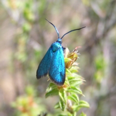 Pollanisus (genus) (A Forester Moth) at Kambah, ACT - 24 Nov 2017 by MatthewFrawley