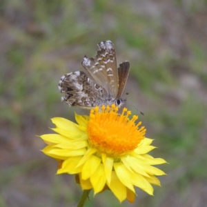 Neolucia agricola at Kambah, ACT - 25 Nov 2017