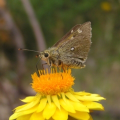 Trapezites luteus (Yellow Ochre, Rare White-spot Skipper) at Kambah, ACT - 25 Nov 2017 by MatthewFrawley