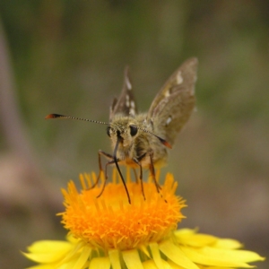 Trapezites luteus at Kambah, ACT - 25 Nov 2017