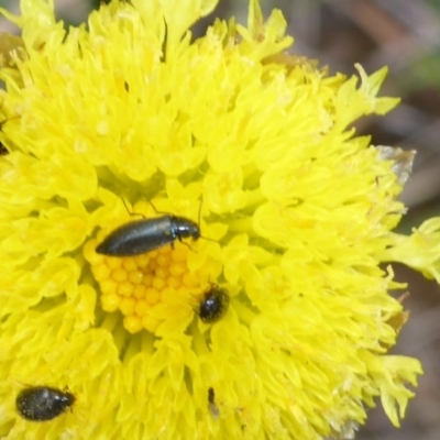 Dasytinae (subfamily) (Soft-winged flower beetle) at Polo Flat, NSW - 23 Nov 2017 by JanetRussell