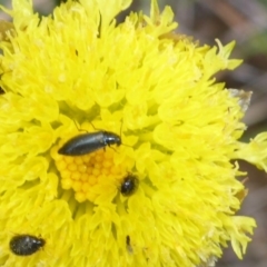 Elateridae sp. (family) (TBC) at Cooma Grasslands Reserves - 23 Nov 2017 by JanetRussell