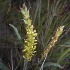 Plantago gaudichaudii (Narrow Plantain) at Polo Flat, NSW - 22 Nov 2017 by JanetRussell