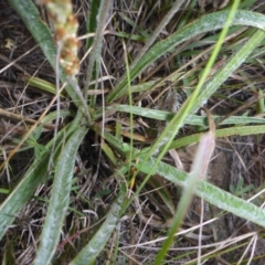 Plantago gaudichaudii at Polo Flat, NSW - 23 Nov 2017