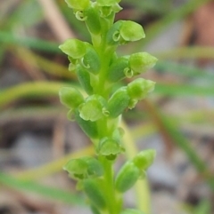 Microtis sp. (Onion Orchid) at Little Taylor Grasslands - 25 Nov 2017 by RosemaryRoth