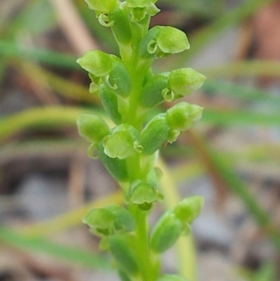 Microtis sp. (Onion Orchid) at Little Taylor Grasslands - 25 Nov 2017 by RosemaryRoth