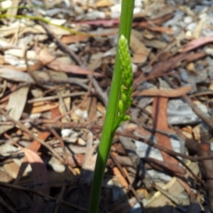 Microtis sp. at Kambah, ACT - 25 Nov 2017