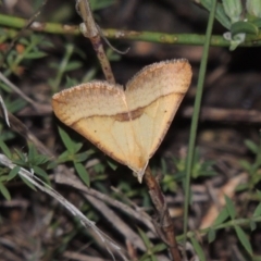 Anachloris subochraria (Golden Grass Carpet (Ennominae)) at Paddys River, ACT - 26 Feb 2015 by MichaelBedingfield