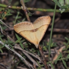 Anachloris subochraria (Golden Grass Carpet) at Paddys River, ACT - 26 Feb 2015 by michaelb